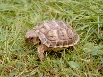 Steppenschildkröten NZ/2009