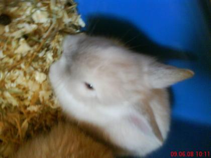 4 Hasenbabys Häsin abzugeben