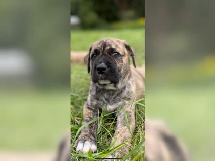 Amerikanische Bulldogge X Golden Retriever Mix welpen