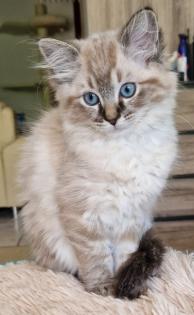 Zuckersüße Ragdoll Kitten
