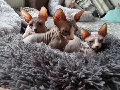 Abgabebereit. 3 Canadian Sphynx Kater