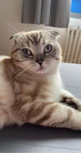 British Kurzhaar Deckkater