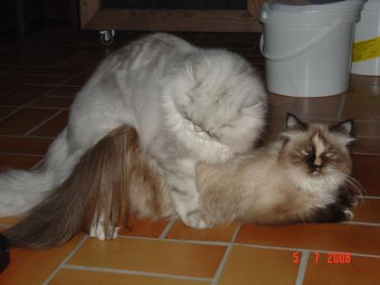 Deckkater für Ihre Dame