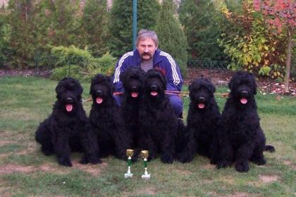 Schwarzer russischer Terrier