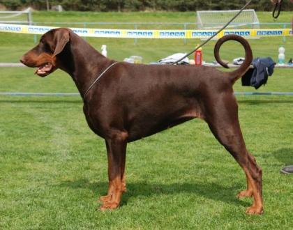 Dobermann, schwarze und braune Welpen mit Ahnentafel FCI