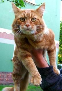 Maine Coon Kater 3 Jahre alt.