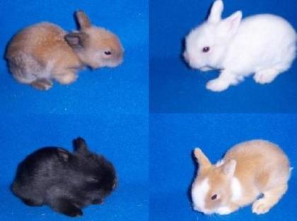 Kleine Löwenköpfchen suchen bald ein liebevolles Zuhause.