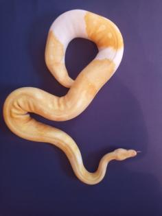 0. 1 Albino Piebald DNZ 2019