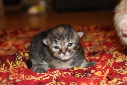 Sibirische Waldkatzen Kitten Kater Katze
