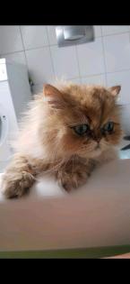 Perser abzugeben Männchen und Weibchen