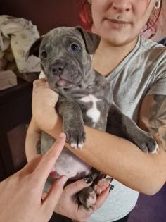 Hundewelpen Mischlingen