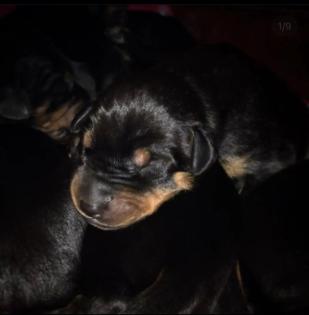 Reinrassige Dobermann Welpen