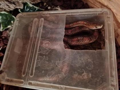 Kornnattern mit Terrarium