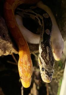 Terrarium mit 3 Kornnattern und Tausenfüssern
