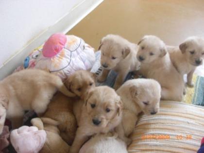 Gesunde Golden Retriever Welpen
