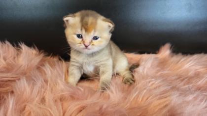 Bkh Kitten in seltener Farben. Stammbaum