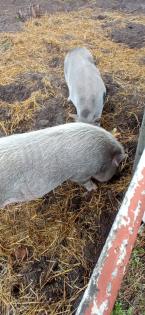 Minischwein eber zu verkaufen