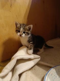 Katzenbabys abzugeben
