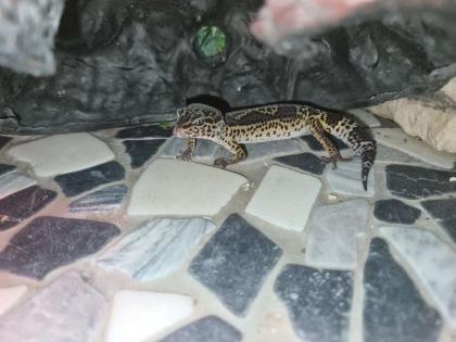 3 Leopardengeckos mit komplettset Terrarium.