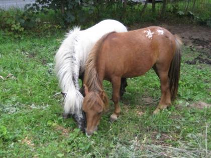 2 sehr schonen Mini Appaloosa s, hengsten, suchen ein ues zu Hause.