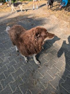 Australian Shepherd Rüde ca. 4-5 Jahre alt ist