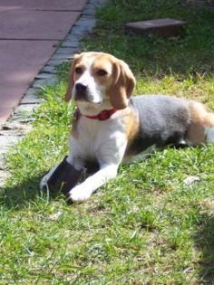 Wurfankündigung Beaglewelpen