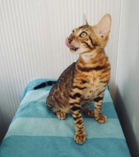 Reinrassige Bengal Kitten mit Stammbaum