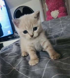 Scottish fold Kitten britisch Kurzhaar Bkh