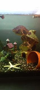 Wasserschildkröten mit allem was man braucht