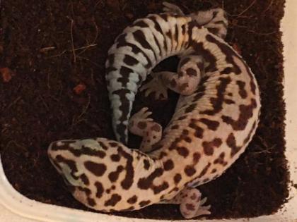 Afrikanischer Fettschwanzgecko