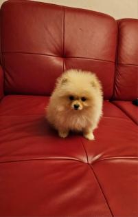 Zwergspitz/ Pomeranian