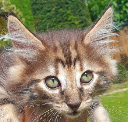 Mädchen Norwegische Waldkatze amber non-agouti bernsteinfarben