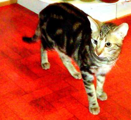 VERMISST KATER ELVIS SEIT SAMSTAG DEN 26. 05 . 12 IN WINTERBACH