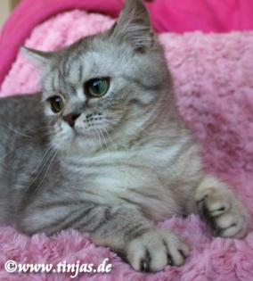 Britisch Kurzhaar Kater in blue silver tabby