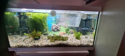 Aquarium mit Fisch und Zubehör