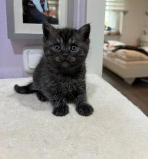 BKH Kitten