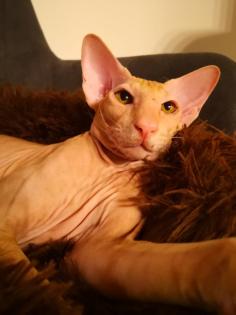 Peterbald Sphynx Siam Orientalisch Kurzhaar Kater