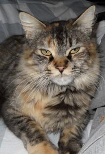 Typvolle Maine Coon Kastraten Katzen aus Düsseldorf