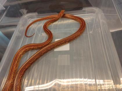 7 Kornnattern Weibchen Pied Sided Bloodred High White, Candycane, Anery Sunkisse