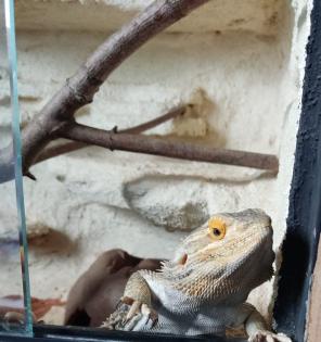 Bartagamenmännchen inkl. Terrarium, Beleuchtung und Zubehör abzugeben