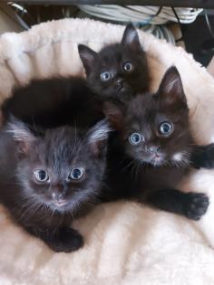 Siam Kitten Black Mixt