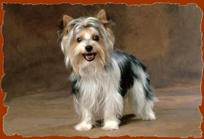 Biewer-Yorkshire-Terrier Deckrüde freut sich auf Damenbesuch