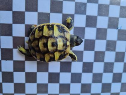 Testudo Hermani Boetgeri