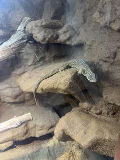 Stachelschwanzwaran Varanus acanthurus männlich, ca. 5 Jahre alt