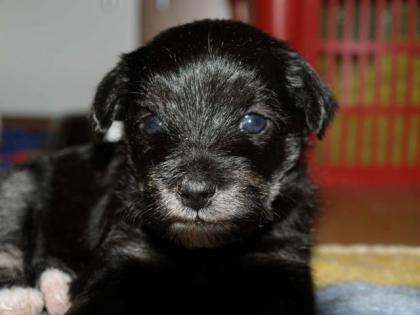 Zwergschnauzer Mix Welpen
