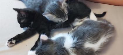 BKH Ragdoll Mix Kitten