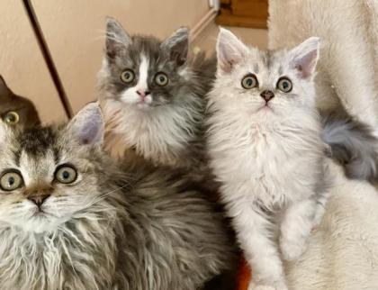 Selkirk Rex Kitten