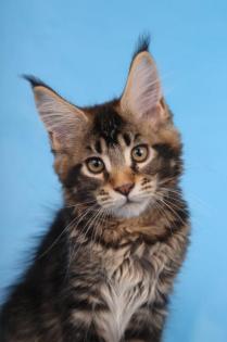 Reinrassige Maine coon Stammbaum