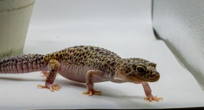 Leopardgecko 1. 13. 16