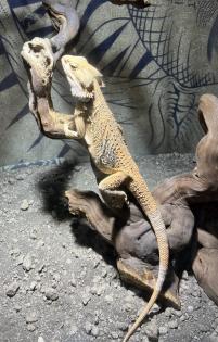 Männliche Bartagame abzugeben